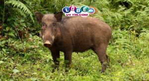 Mơ thấy lợn rừng đánh đề con gì, điềm báo gì?