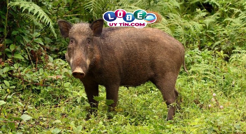 Mơ thấy lợn rừng đánh đề con gì, điềm báo gì?