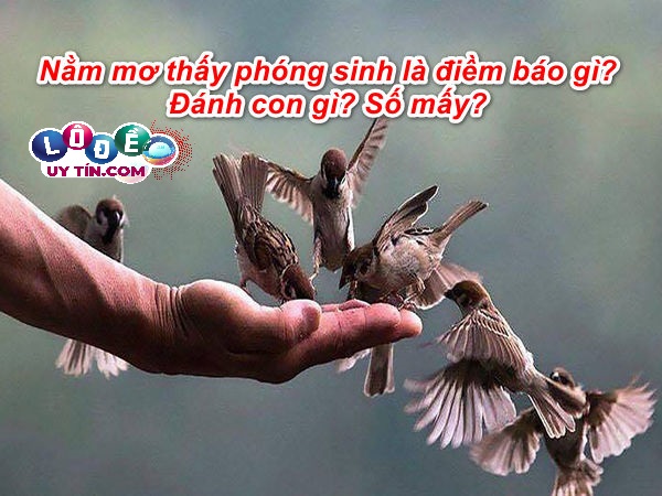 Nằm mơ thấy phóng sinh là điềm báo gì? Đánh con gì may mắn?