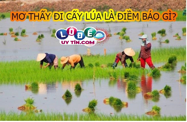 Giải mã giấc mơ thấy đi cấy lúa có phải là điềm tốt hay xấu?