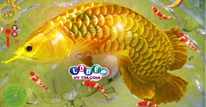 Mơ thấy cá chép đánh con gì, là điềm báo gì?