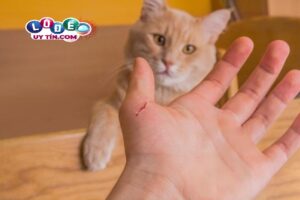 Mơ thấy mèo cắn có ý nghĩa gì, đánh con gì may mắn?