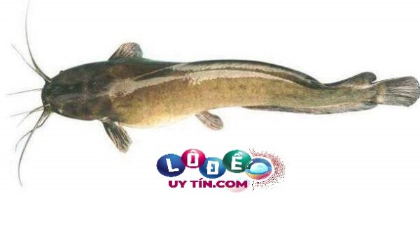 Nằm mơ thấy cá trê đánh số mấy, là điềm báo gì?