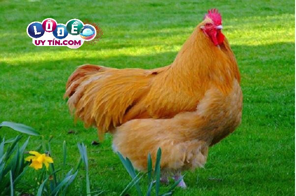 Chiêm bao mơ thấy gà có ý nghĩa gì, đánh số bao nhiêu?