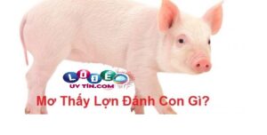 Ngủ mơ thấy con lợn có điềm gì, đánh lô đề con gì?