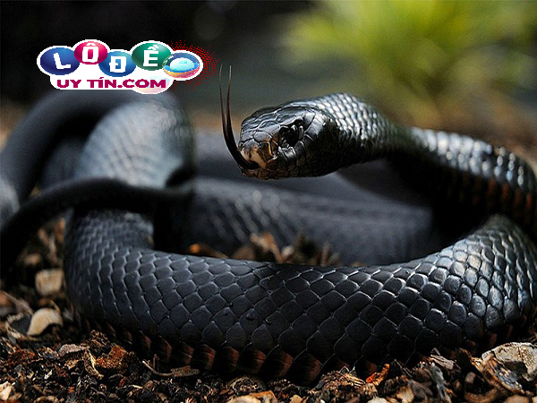 Mơ thấy rắn đen đánh con gì dễ trúng, là điềm báo gì?