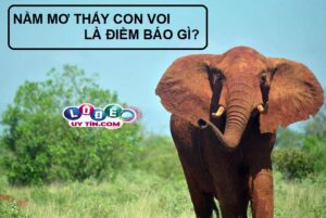 Ngủ mơ thấy voi là điềm báo gì? Chiêm bao về loài vật to lớn