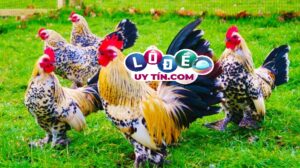 Nằm mơ thấy gà trống là điềm gì, đánh con gì trúng lớn?