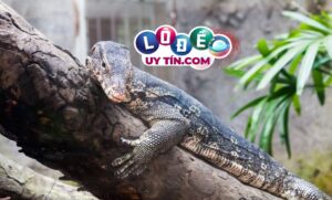 Mơ thấy kỳ đà là điềm báo gì? Đánh số nào dễ ăn?