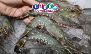 Nằm mơ thấy bắt tôm là điềm gì, đánh con gì đẹp nhất?