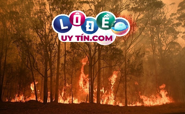 Mơ thấy cháy rừng báo điềm gì, đánh con số gì?