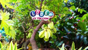 Nằm mơ thấy cây khế, quả khế là điềm gì, đánh con gì?