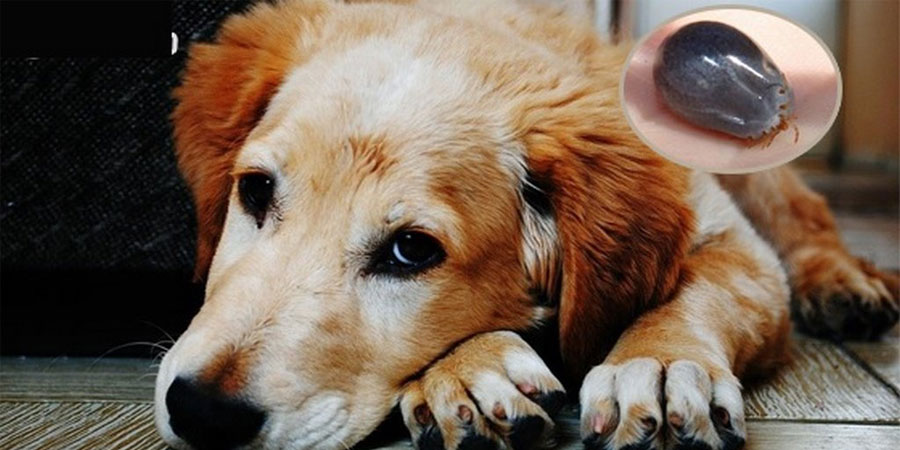 Mơ Bắt Rận Cho Chó – Giải Mã Điềm Báo Xấu & Tốt Sắp Xảy Đến